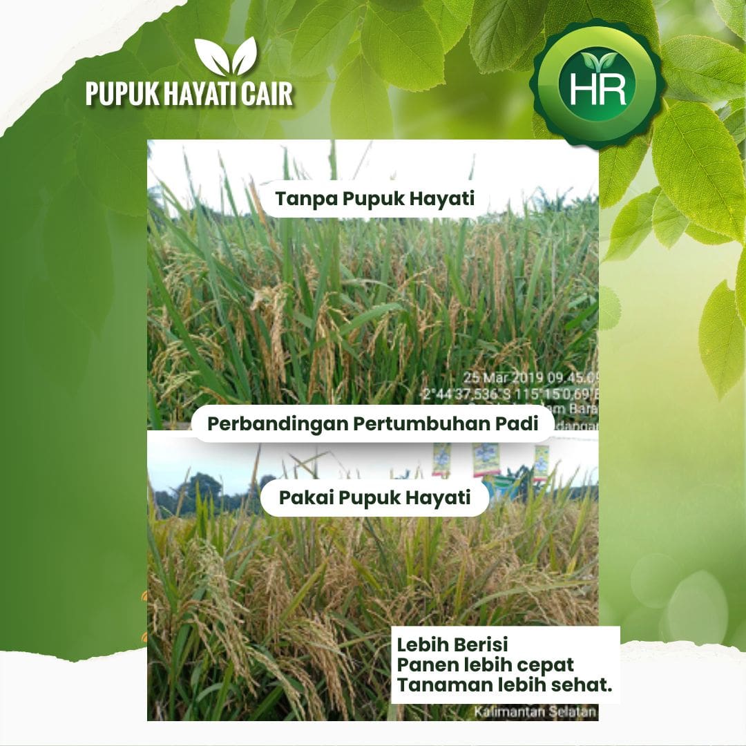 Testimoni Pupuk Hayati HR 3-min