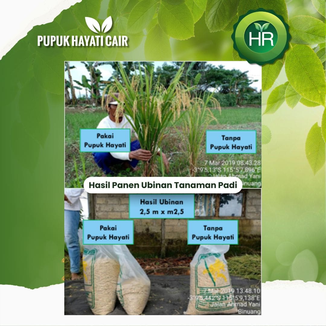 Testimoni Pupuk Hayati HR 4-min